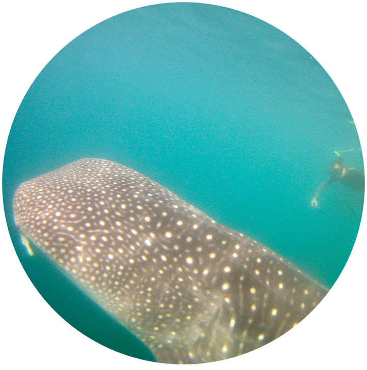 whale_shark.jpg