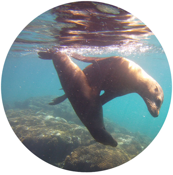 SeaLions.jpg