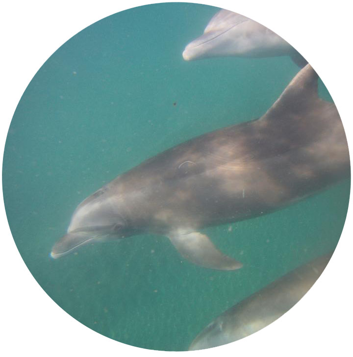 dolphin.jpg