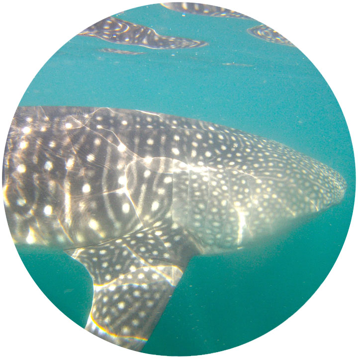 whale_shark_2.jpg