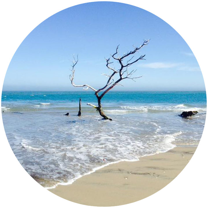 beach_branch.jpg