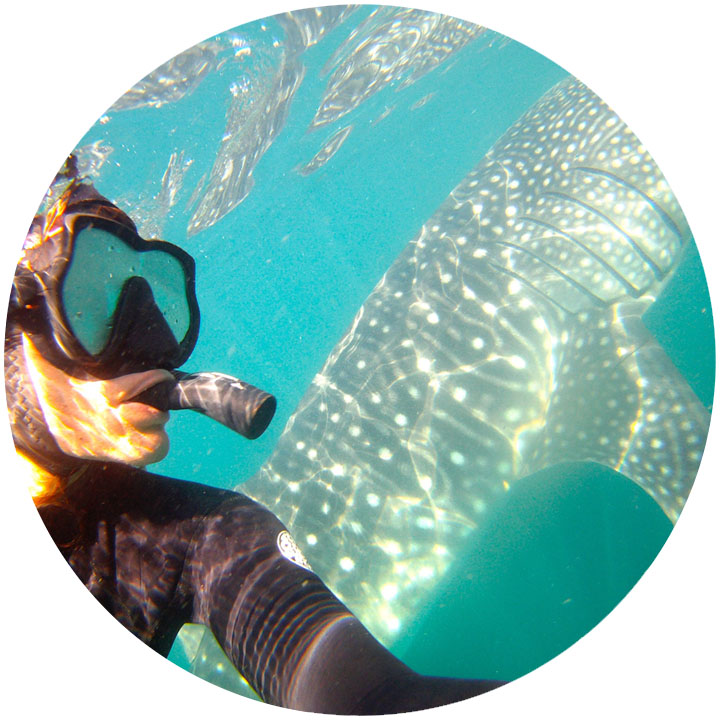 whale_shark_4.jpg