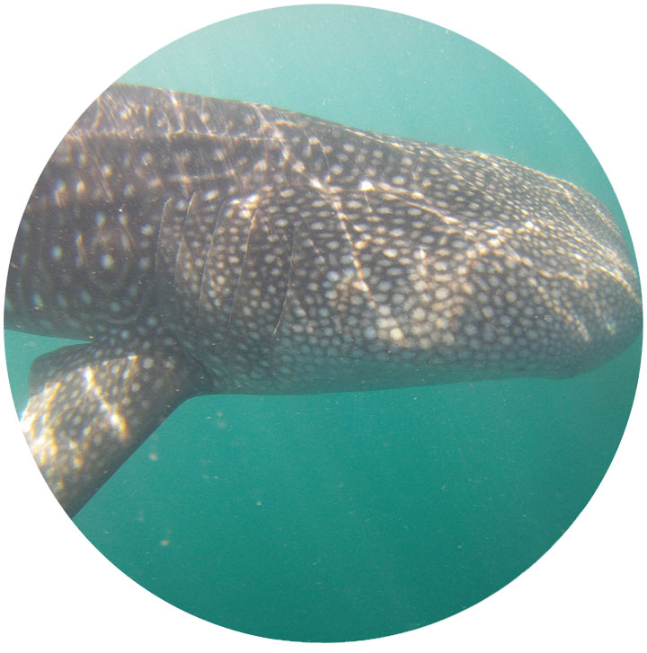 whale_shark_5.jpg