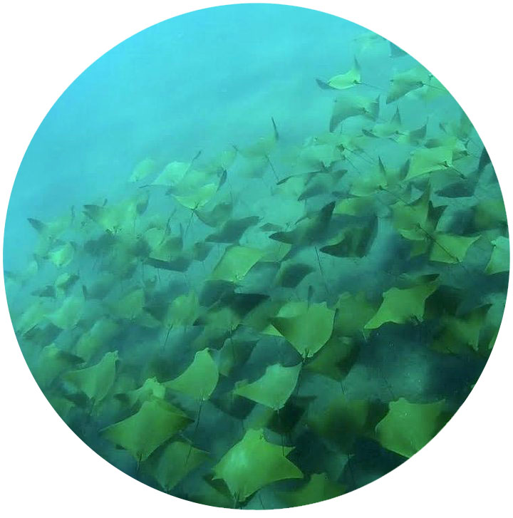rays.jpg