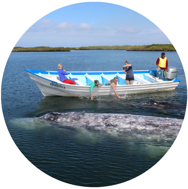 whale watching.jpg