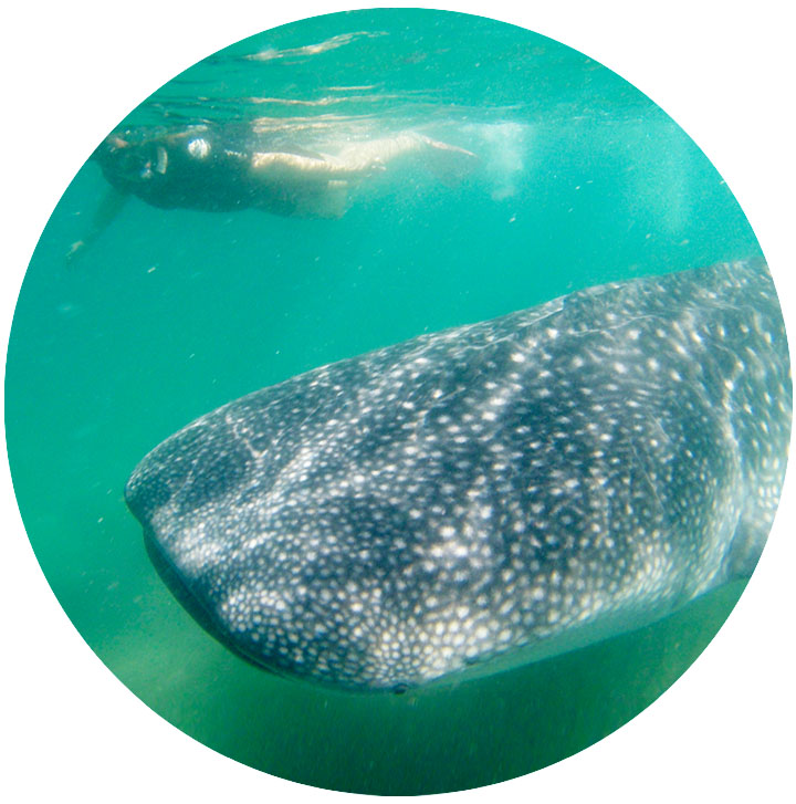 whale shark.jpg