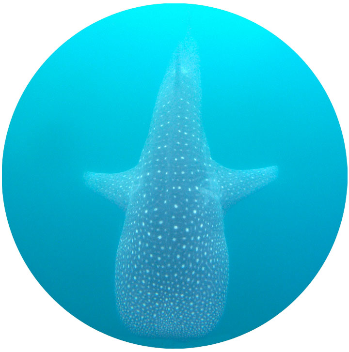 whale shark blue.jpg