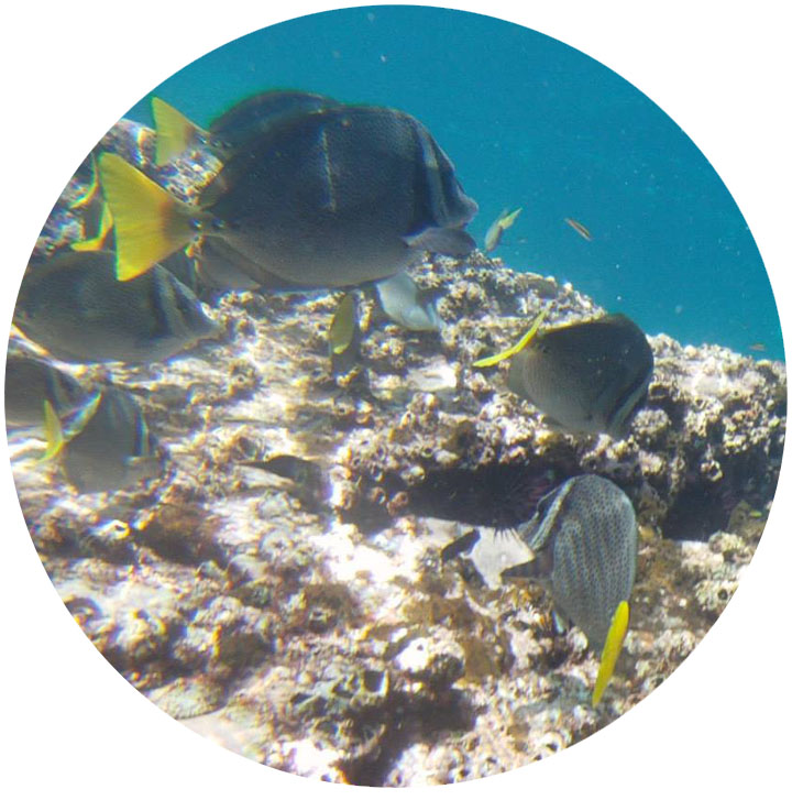 snorkeling la paz.jpeg