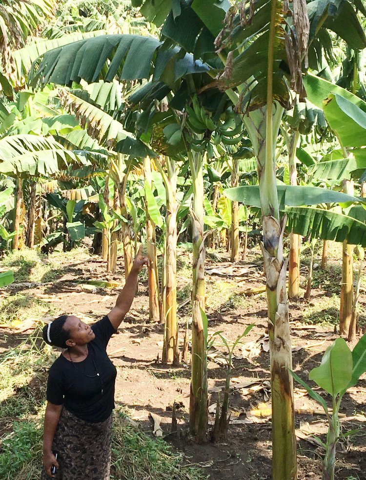 Jane showing off her young plantain trees.