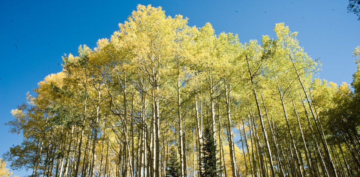 Ask Jennifer! How many embryos should be transferred?