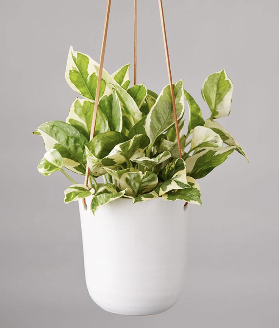 Pothos Plant (Angel Plant) from Plants.com