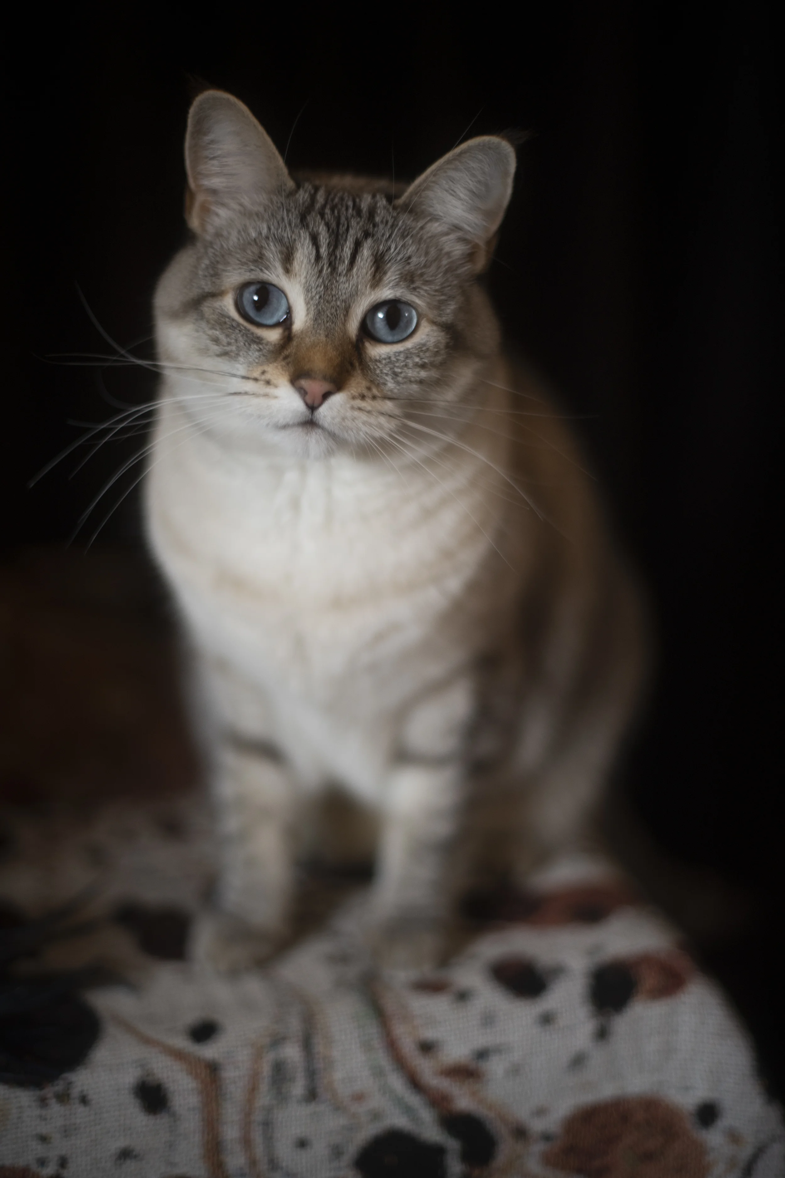 This is my kitty Sybil :)