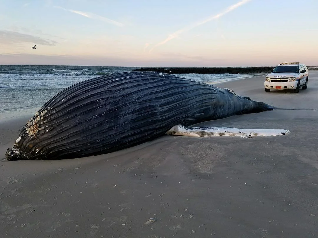 Nassau Police Photo of the Deceased Humpback Whale in Atlantic Beach