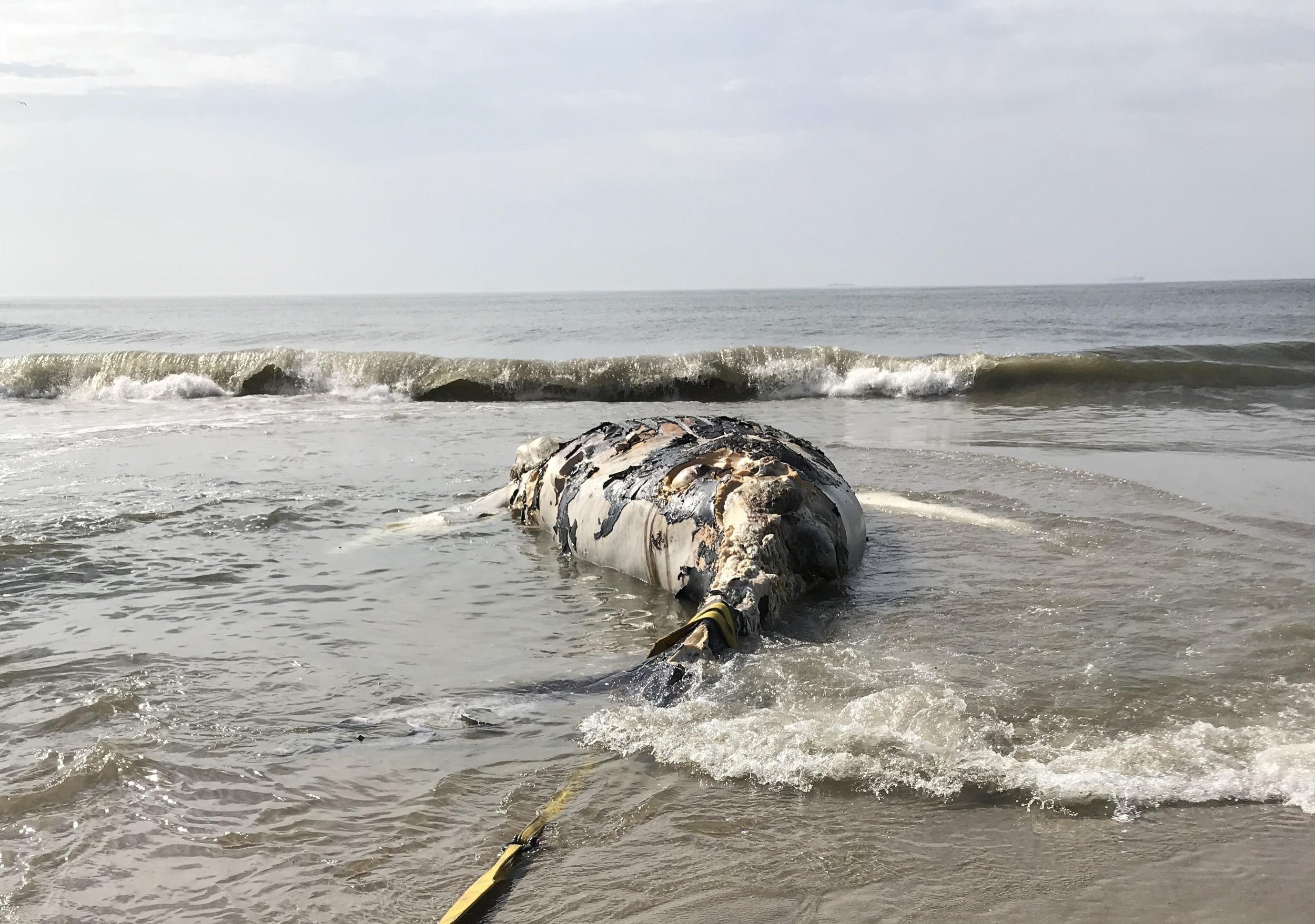 AMCS Breezy Point Whale 060218.jpeg