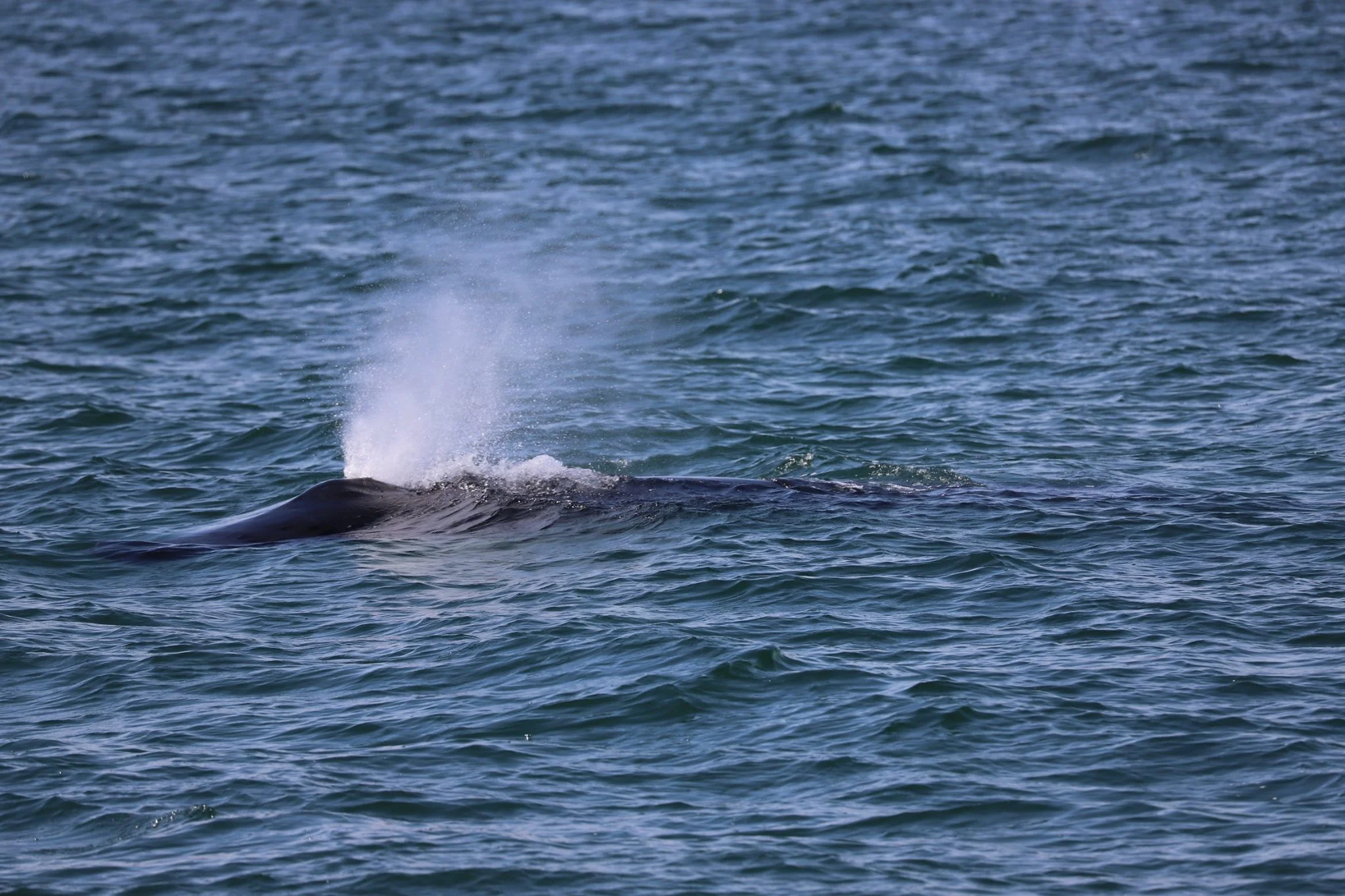 AMCS Responds to Entangled Humpback Whale