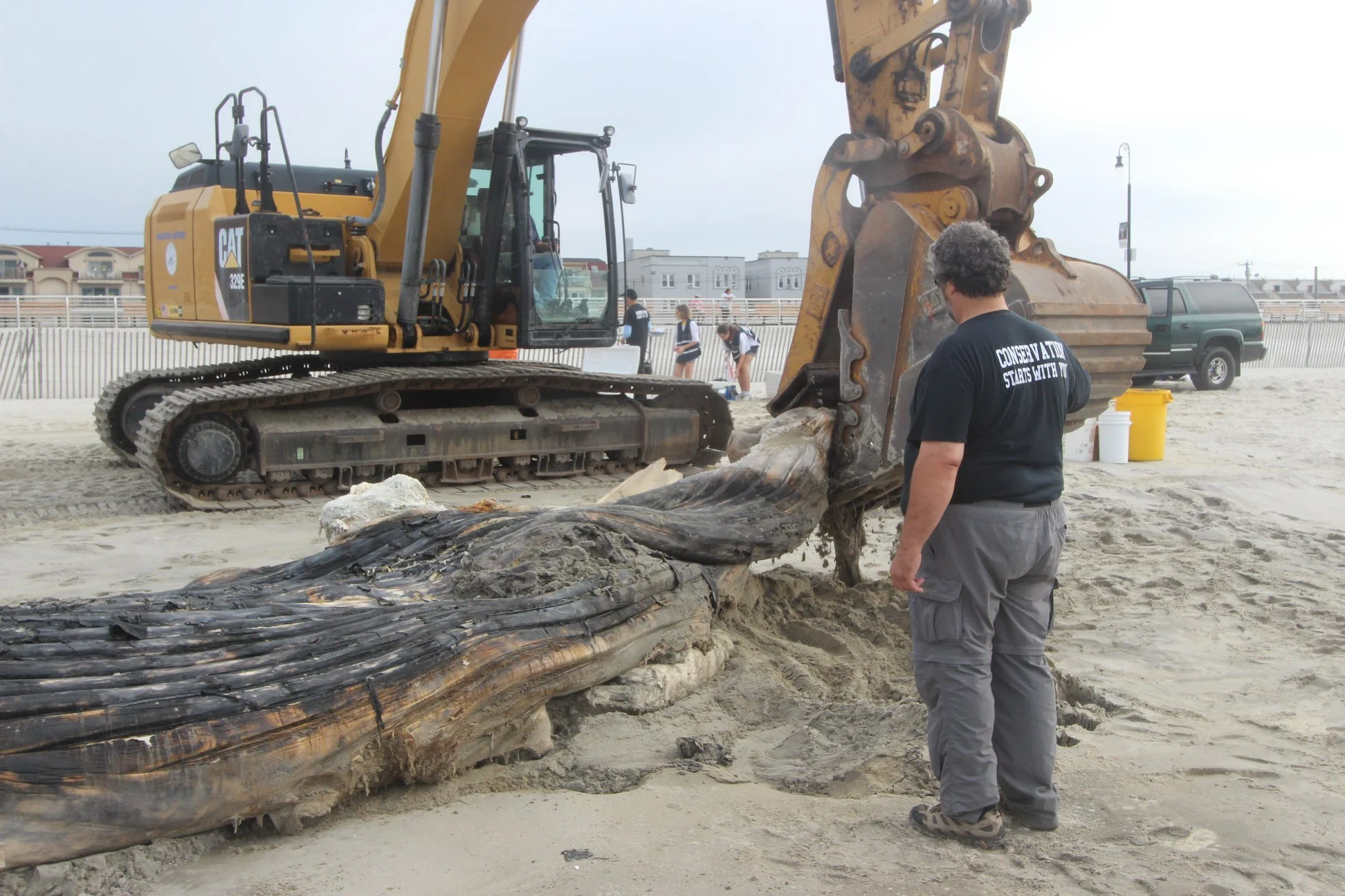 long beach humpback whale.jpg