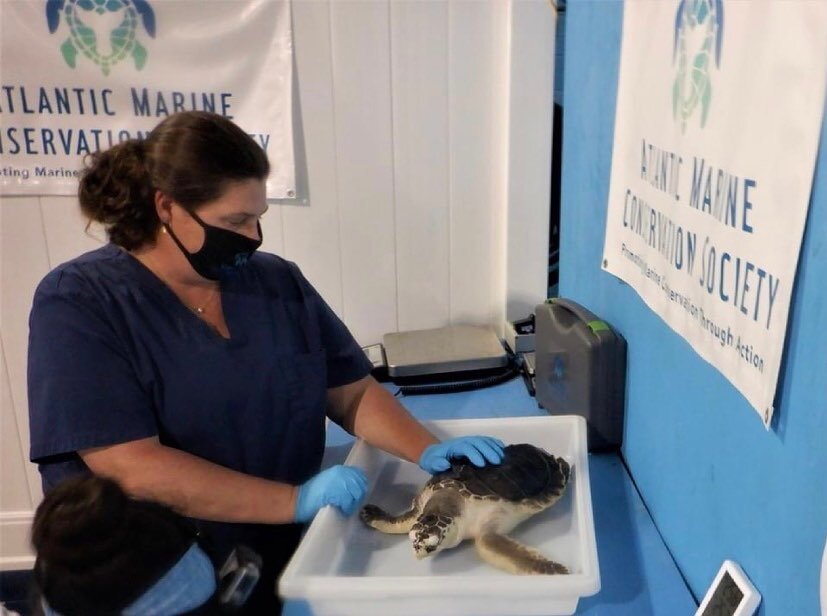 And that&rsquo;s a wrap! Today we are closing out Sea Turtle Week by celebrating World Sea Turtle Day. At AMSEAS, we have responded to 332 sea turtles since our inception, including 146 loggerheads, 114 Kemp&rsquo;s ridleys, 40 Atlantic greens, and 3