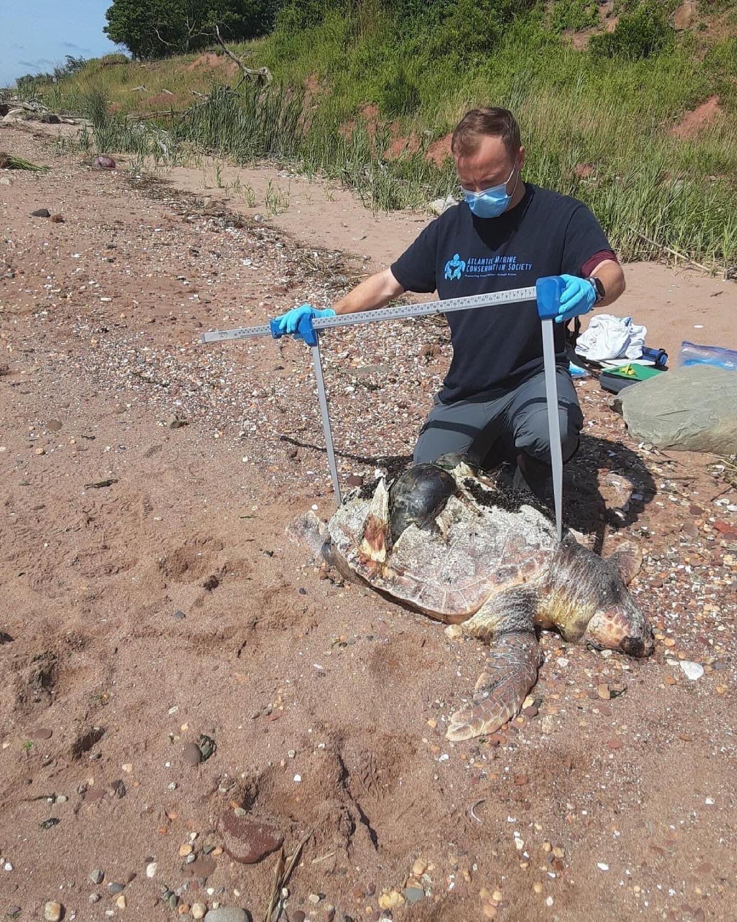 This morning our biologists responded to our first sea turtle of the summer season. The sub-adult loggerhead had evidence of vessel strike, with clear signs of propeller lacerations across its carapace. Sadly, this is a phenomenon we see far too ofte
