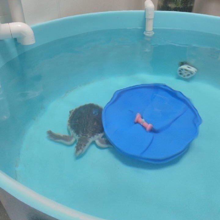It's time for a patient update! As many of you know, last month we transported the last Kemp's ridley sea turtle patient in our Critical Care Facility to our partners at @seaturtlerecovery (STR) to continue undergoing rehabilitation. When our little 