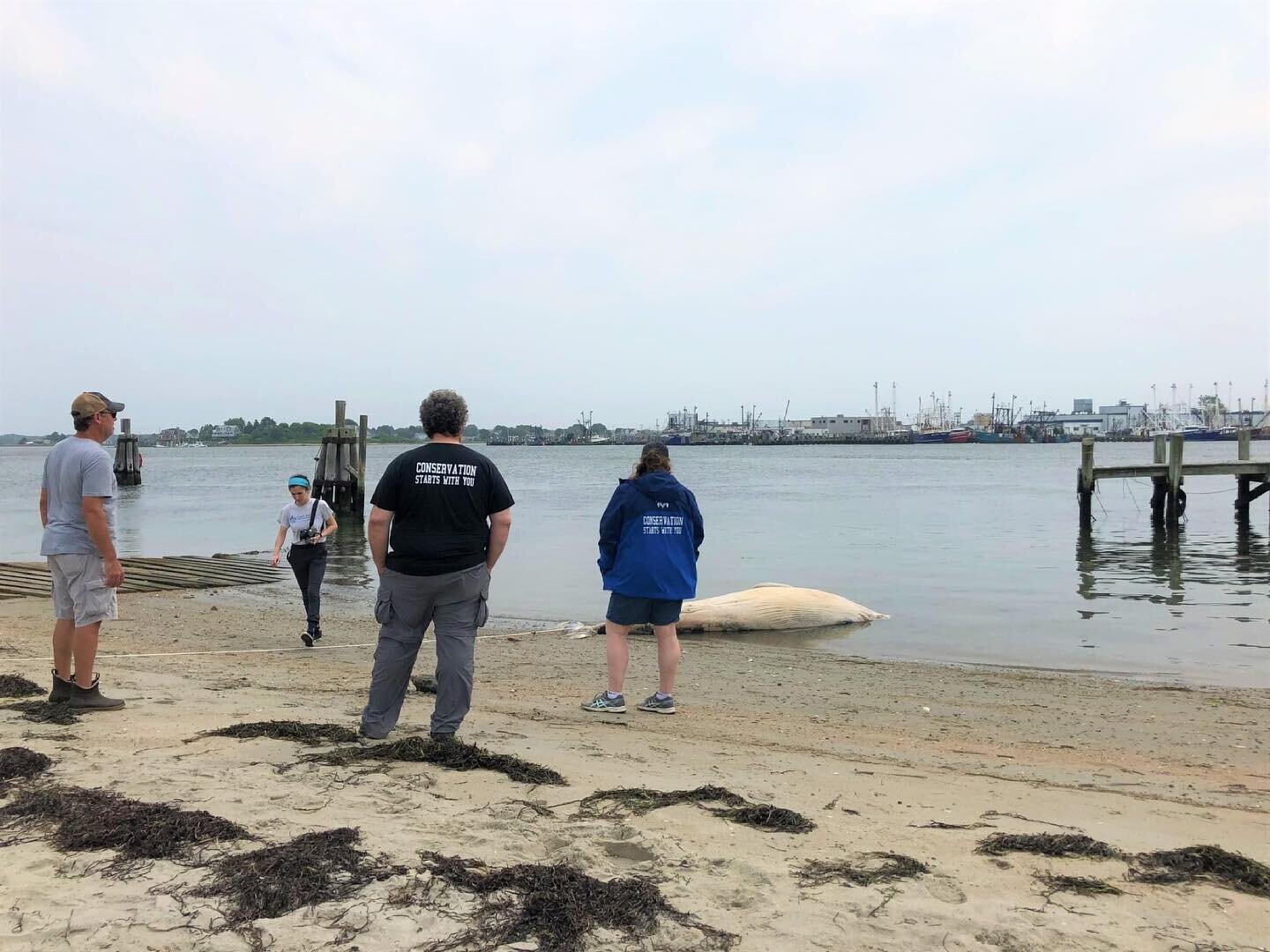 Our team is currently in the field responding to a deceased 14ft minke whale that stranded in Wakefield, RI over the weekend. This animal marks our first large whale response of the year. Our team was requested by NOAA Fisheries to provide support to