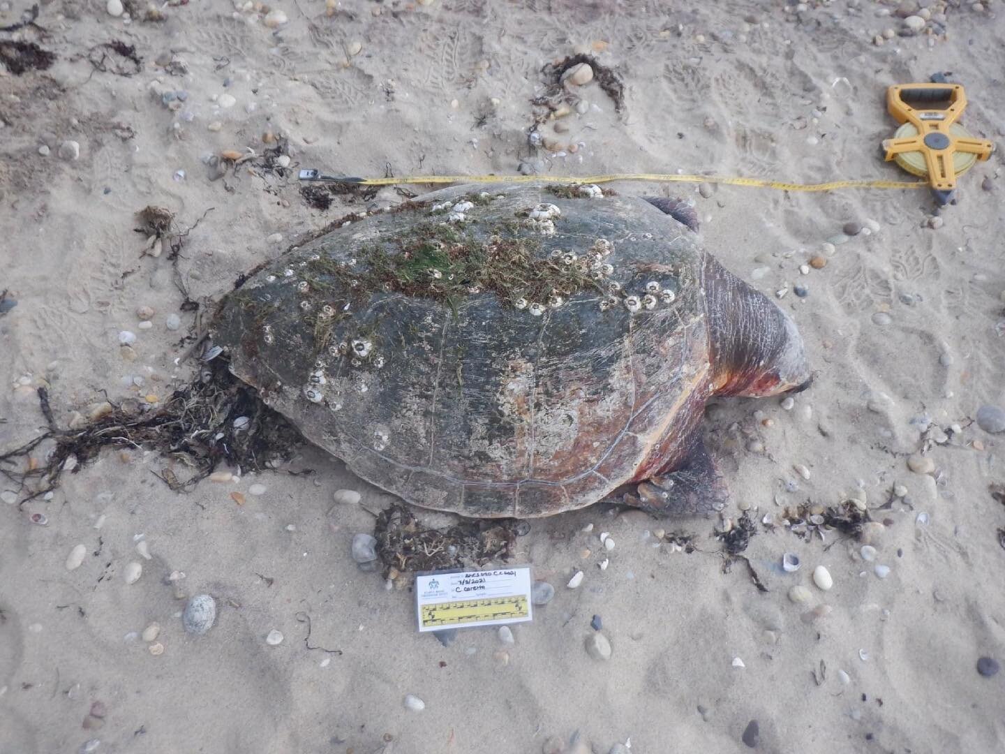 In the world of stranding response, we tend to see an increase in animals being reported to the NYS Stranding Hotline during any holiday that draws people to the beaches. This past weekend was no exception, with our team responding to a high volume o