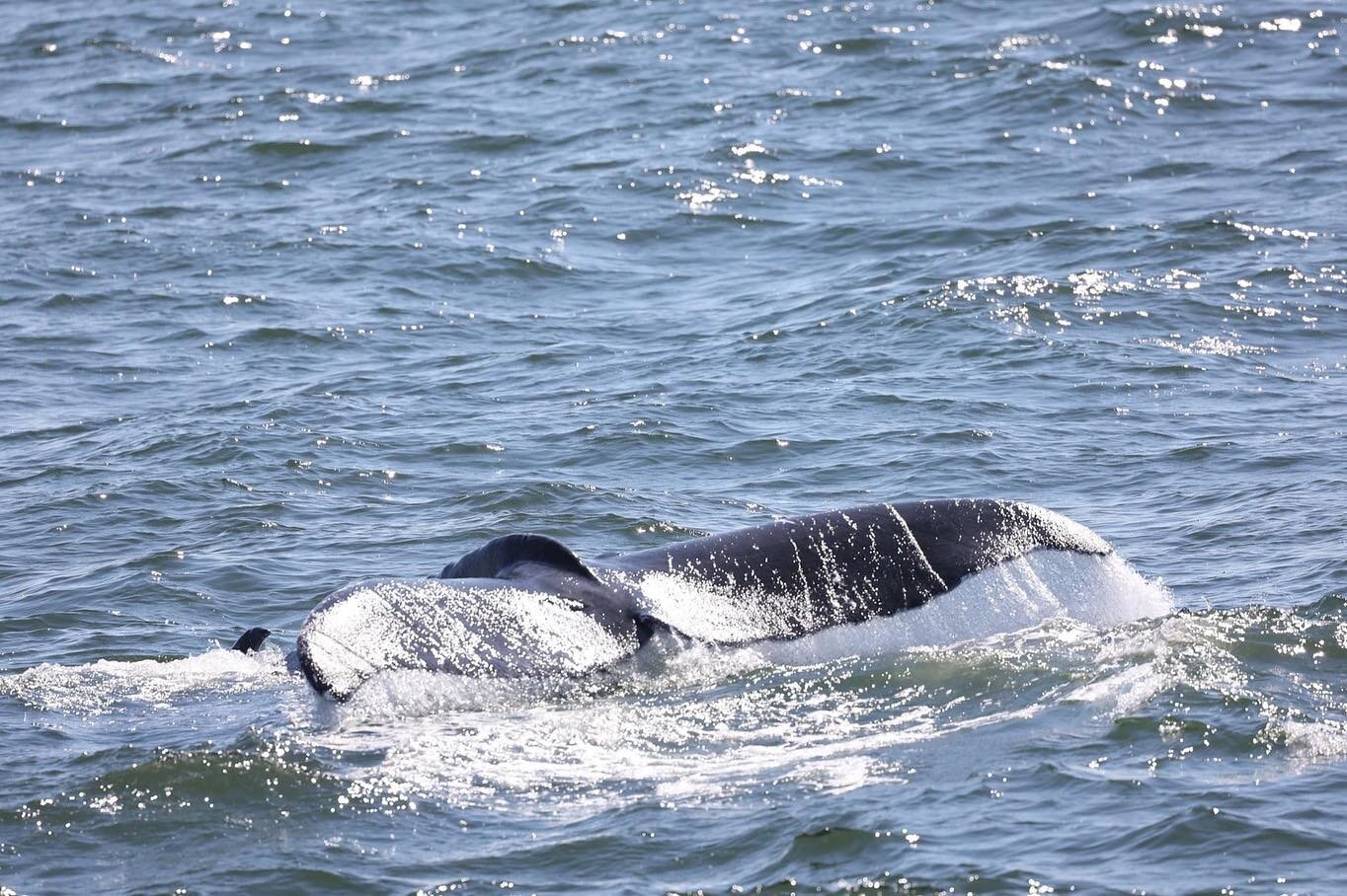 We are fast approaching the 1-year anniversary of the successful disentanglement of the humpback whale in the Ambrose Channel last July, and we have some exciting news to share! 

Thanks to our partners at @gothamwhale, we received news that the whal