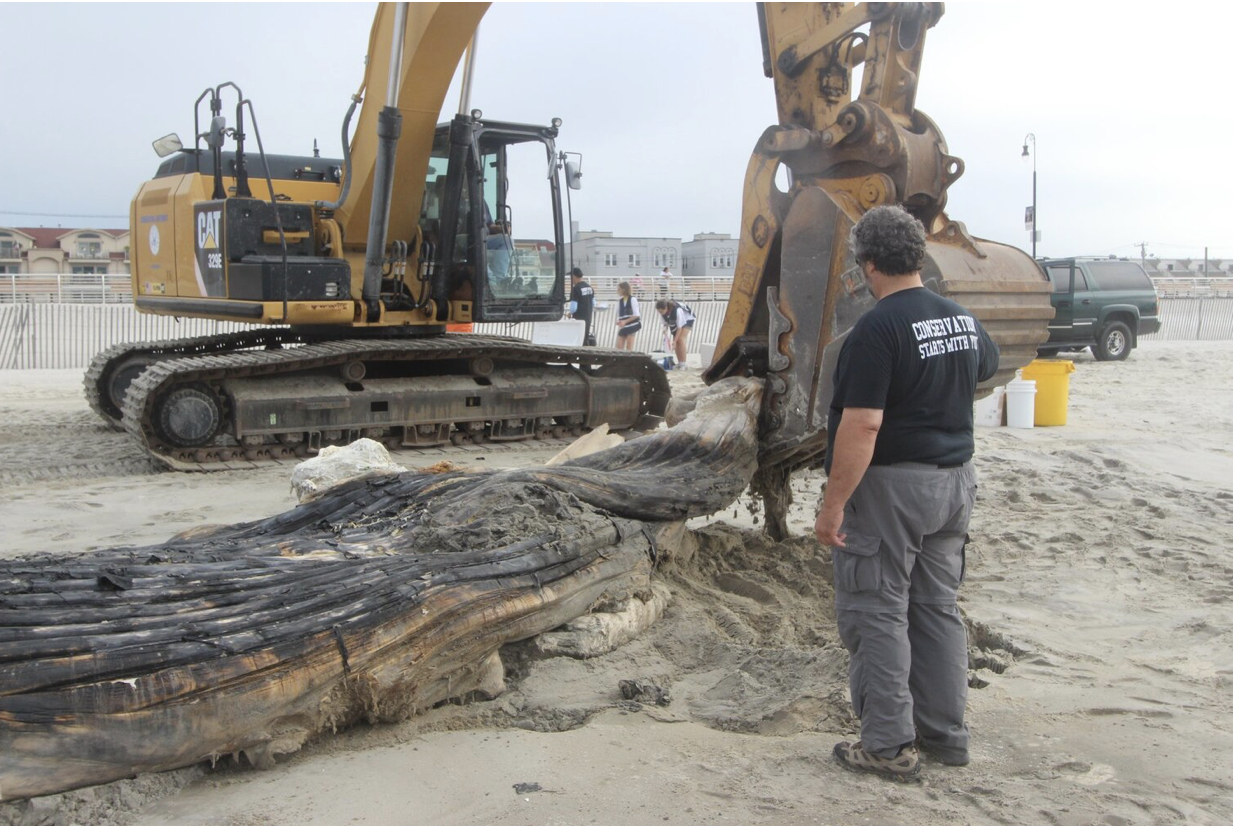 AMSEAS Necropsy on Humpback Whale in Long Beach