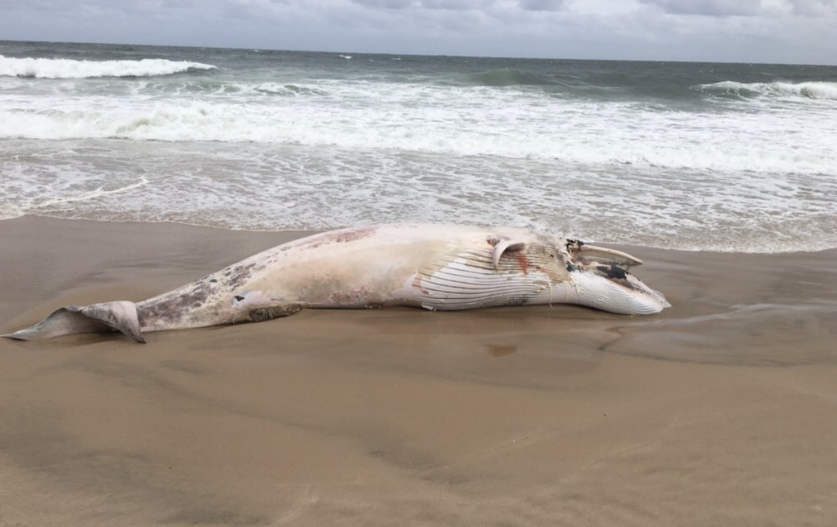 Two Whales Wash Up in East Hampton, Days Apart