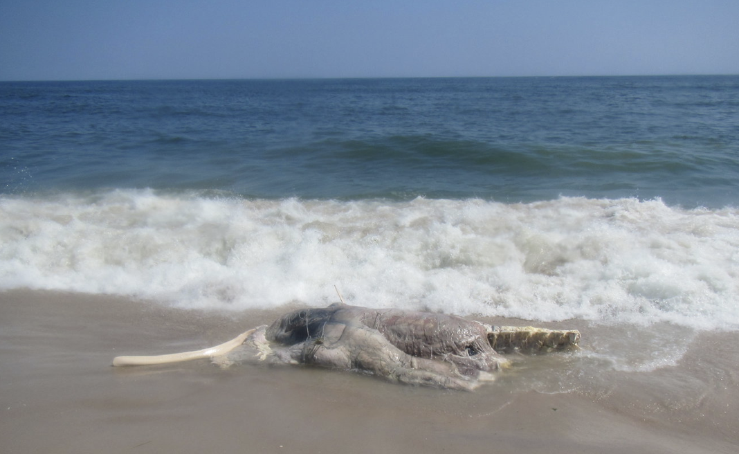 AMCS Performs Necropsy on Stranded Minke Whale in East Quogue