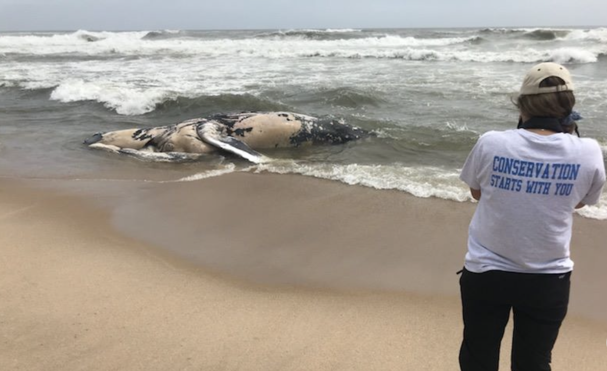 AMCS Performs Necropsy on Stranded Humpback Whale in Amagansett