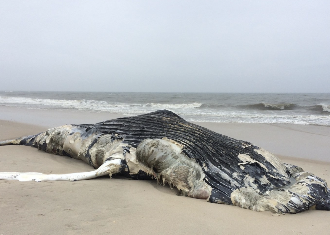AMCS Performs Necropsy on Stranded Humpback Whale on Fire Island