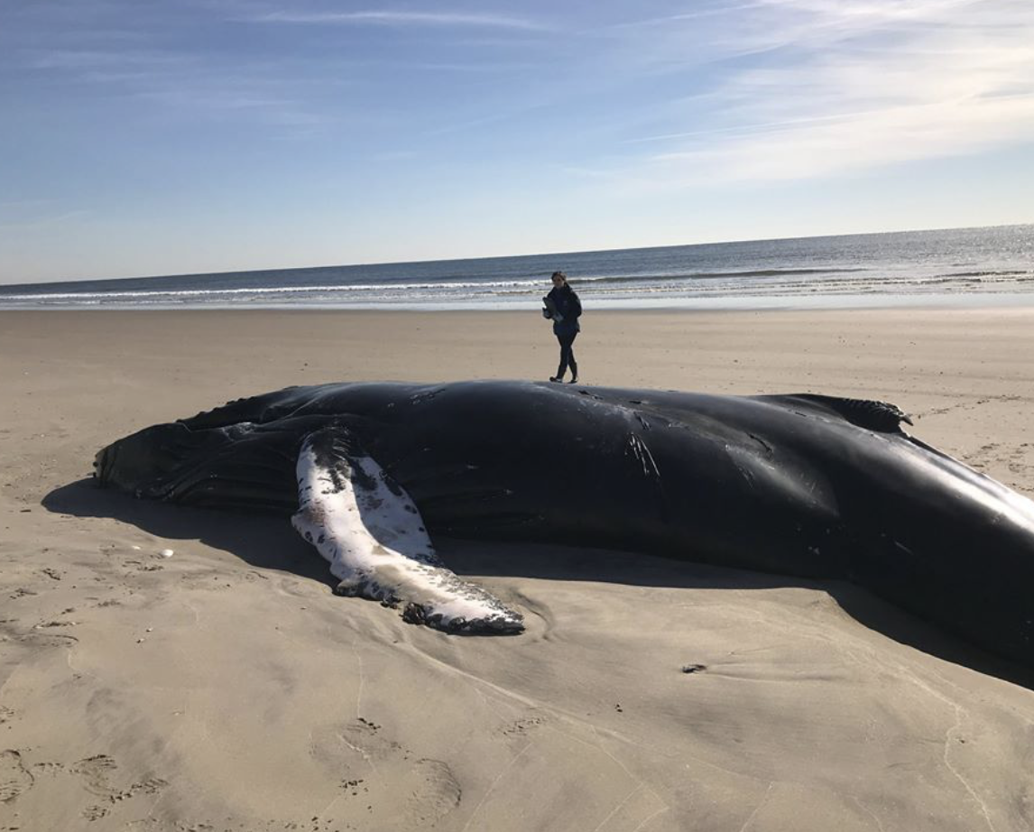 AMCS Performs Necropsy on Stranded Humpback Whale in Breezy Point