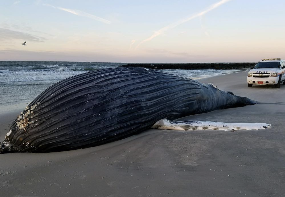 AMCS Performs Necropsy on Stranded Humpback Whale in Atlantic Beach