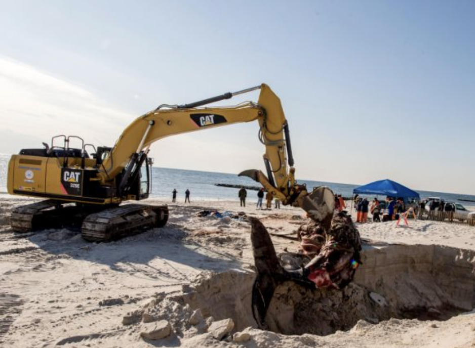 Newsday: Record number of dead whales near Long Island in 2017, group says