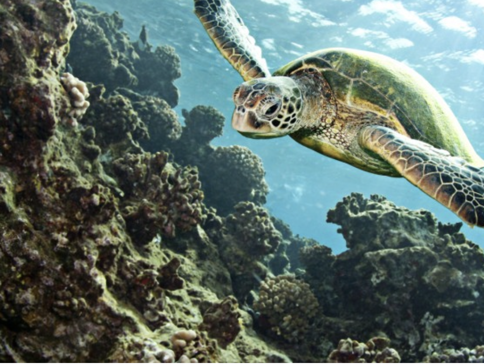 Long Island Pulse Magazine: Will It Ever Be the Year of the Sea Turtle?