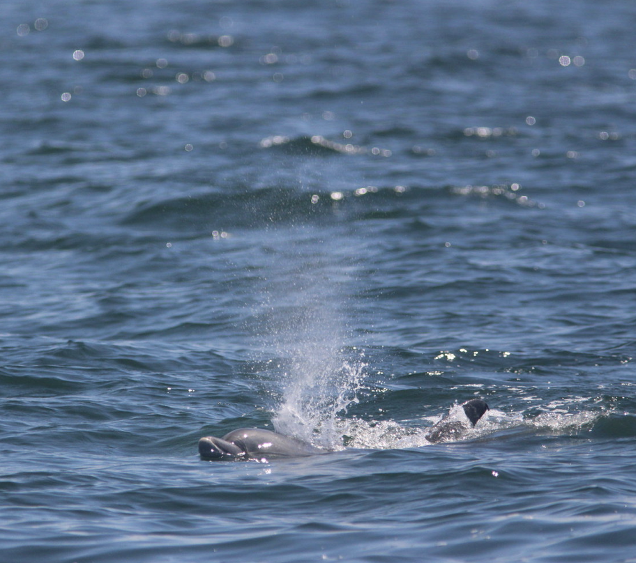 First Marine Mammal Survey of Summer 2017