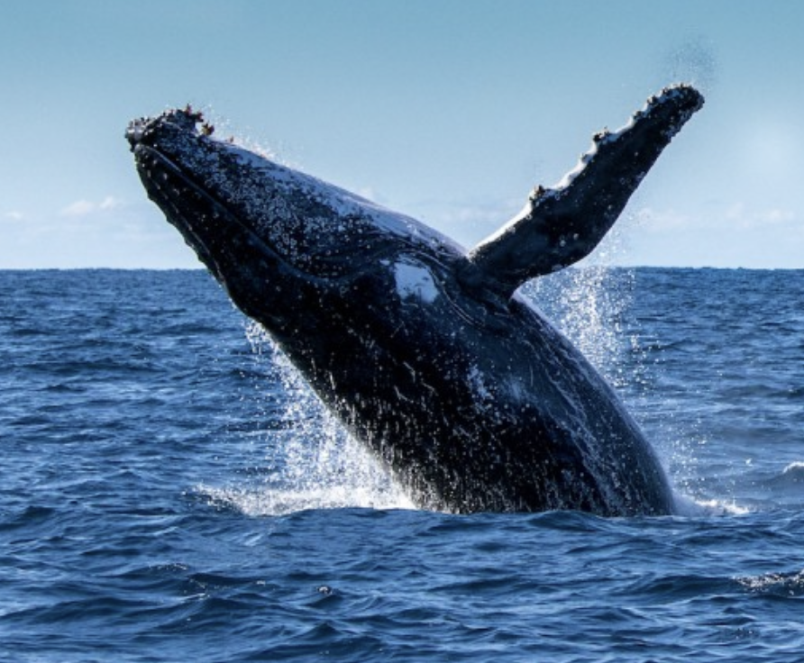 Long Island Pulse Magazine: A Whale Of An Island