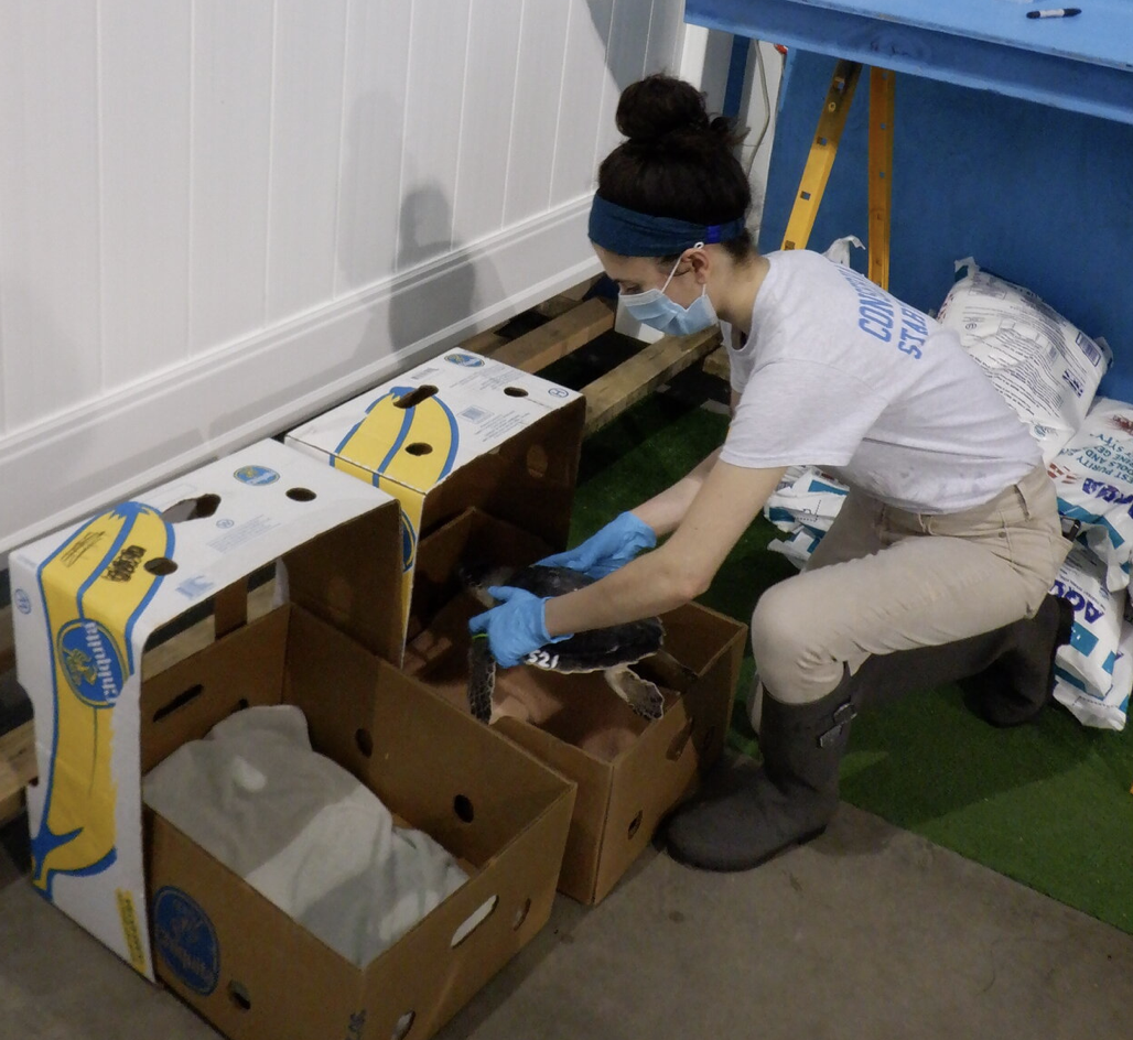 AMSEAS Rehabilitated Sea Turtles Headed for Release