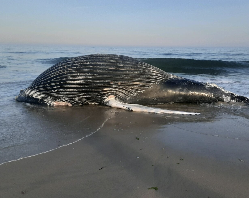 AMSEAS Responds to Three Whales in Two Days