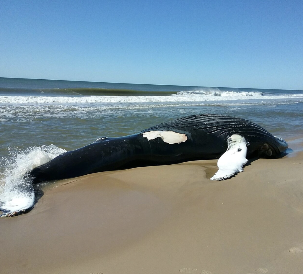 AMSEAS Responds to Humpback Whale in Amagansett