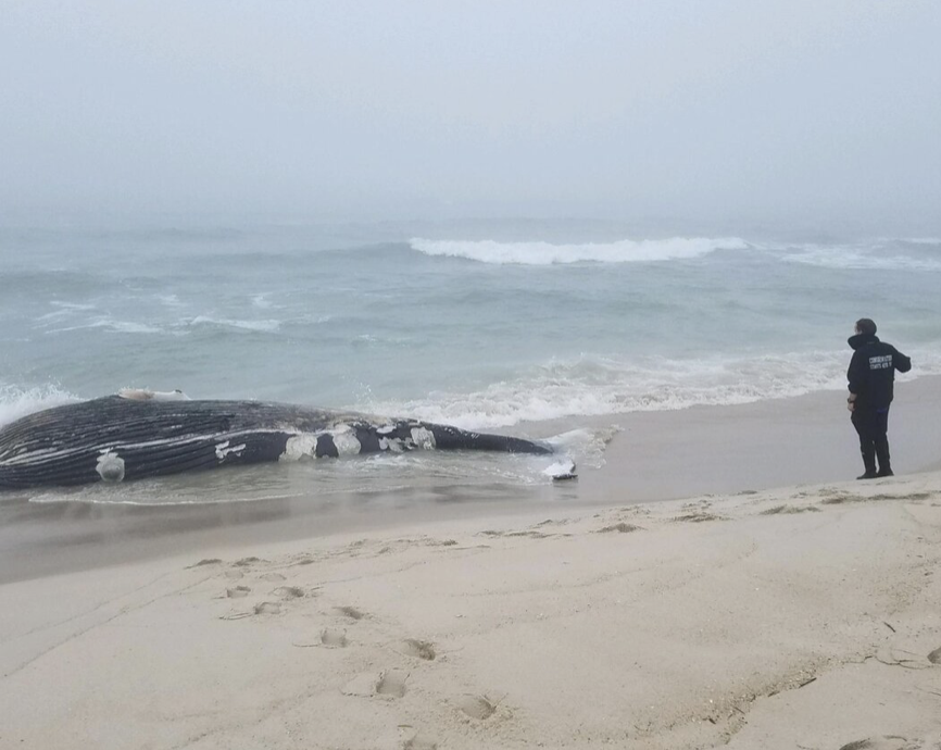 AMSEAS Responds to Humpback Whale in Westhampton Beach