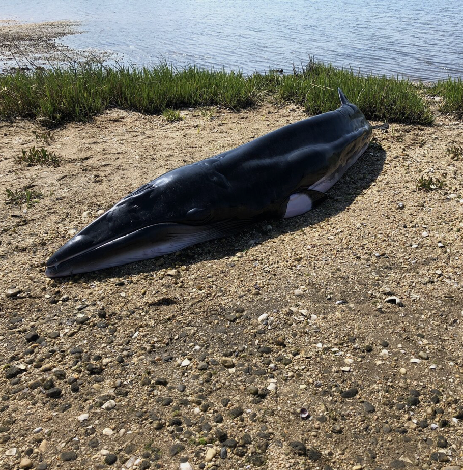 AMSEAS Responds to Minke Whale That Stranded Alive in Oyster Bay