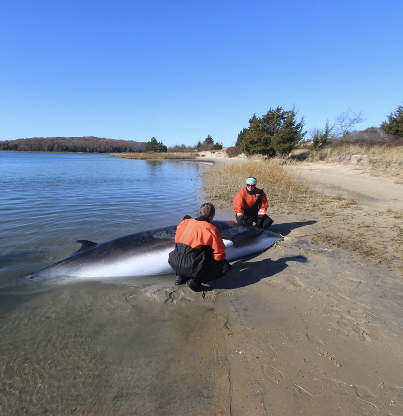AMSEAS Conducts Necropsy on Minke Whale in East Hampton