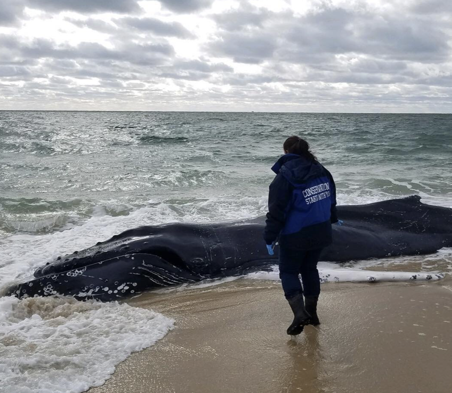 AMSEAS Conducts Necropsy on Humpback Whale in Southampton