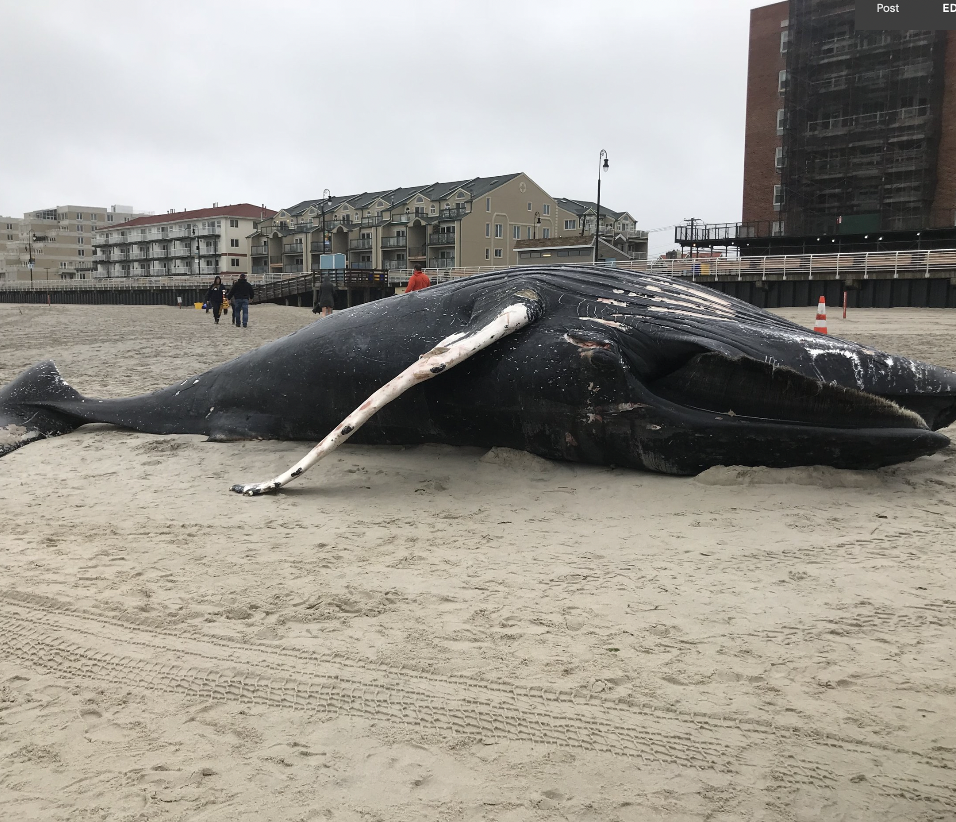 AMCS Performs Necropsy on Stranded Humpback Whale in Long Beach