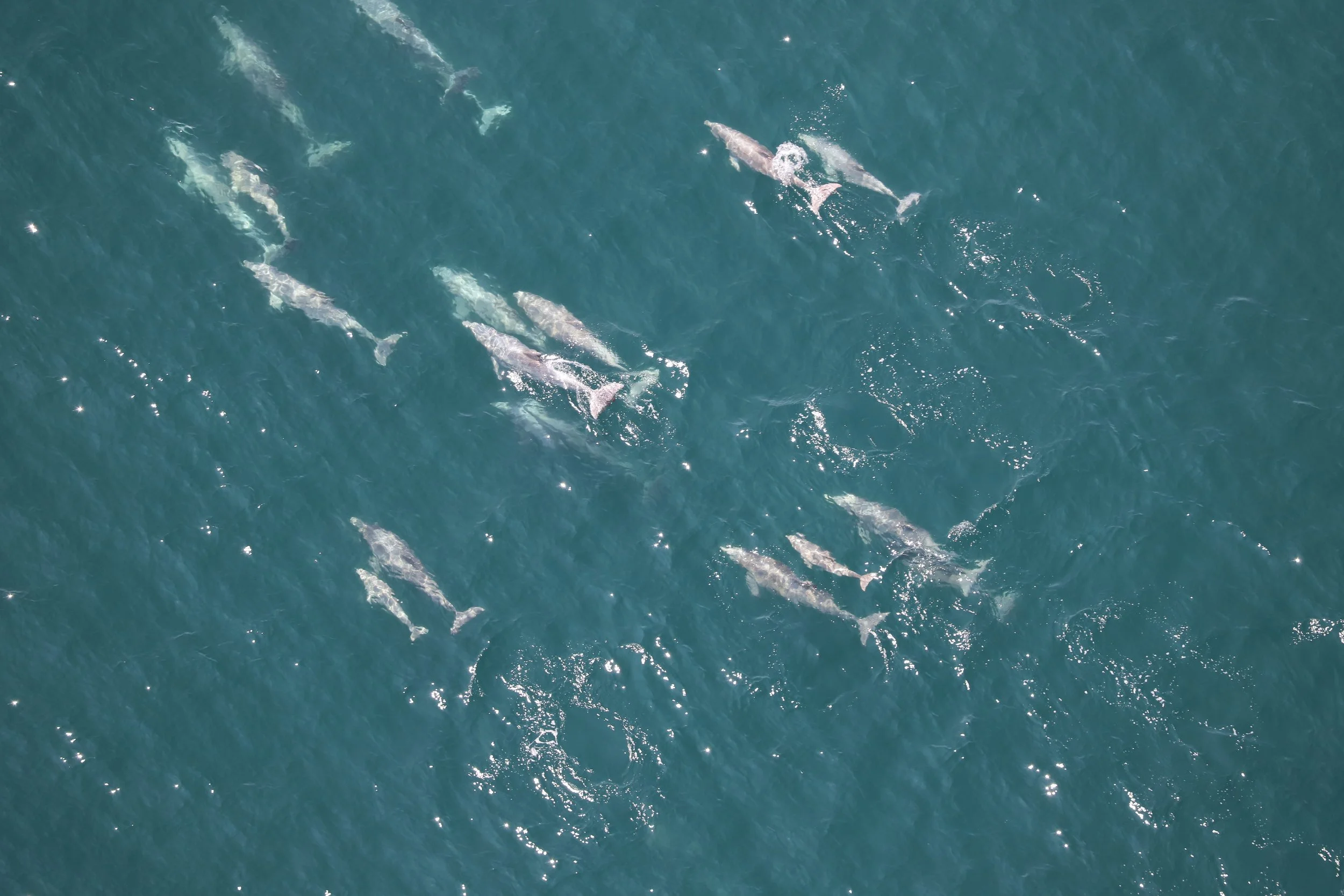 AMSEAS Bottlenose Dolphins
