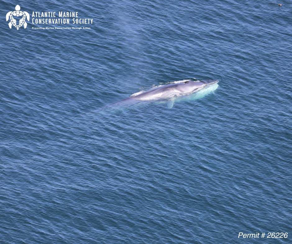 AMSEAS Fin Whale Aerial Survey