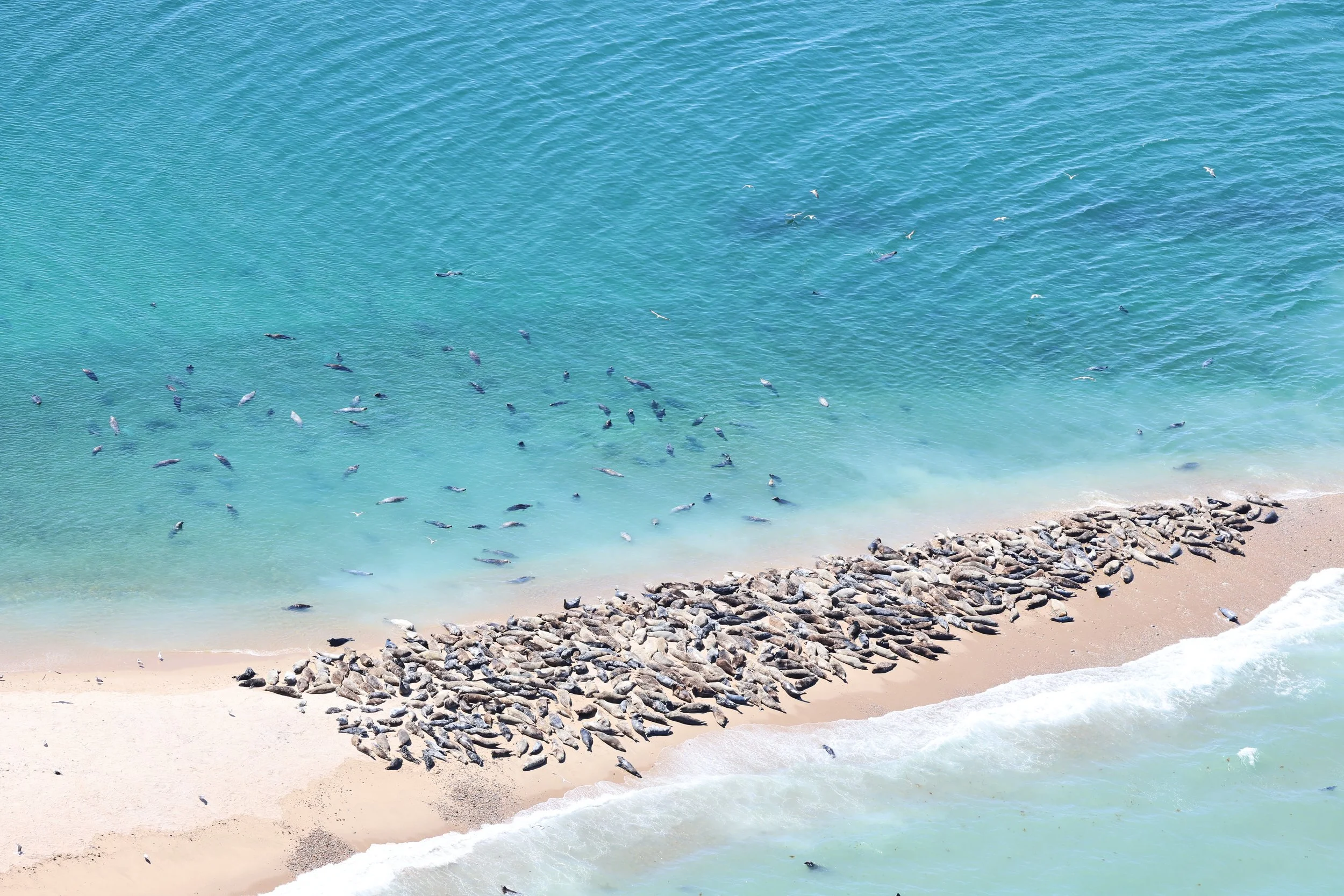 AMSEAS Gray Seals on Northern Tip of Block Island