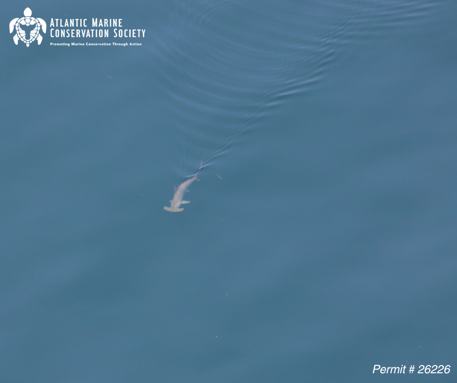 AMSEAS Hammerhead Shark