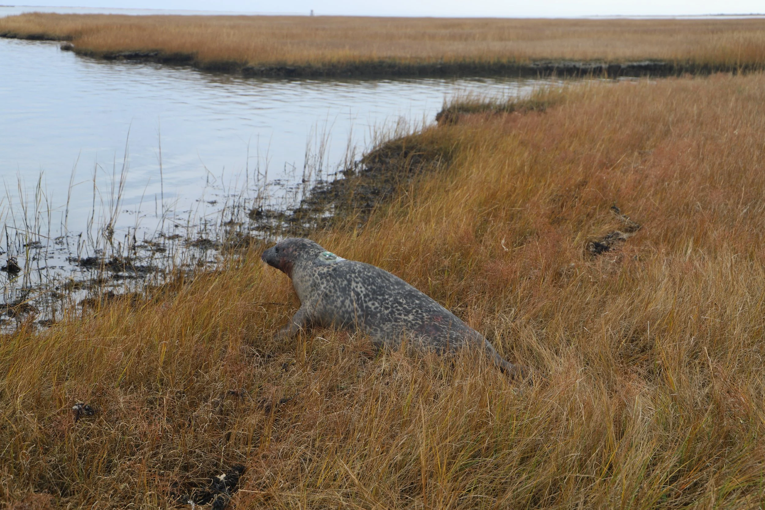 AMSEAS Harbor Seal Headed to Water